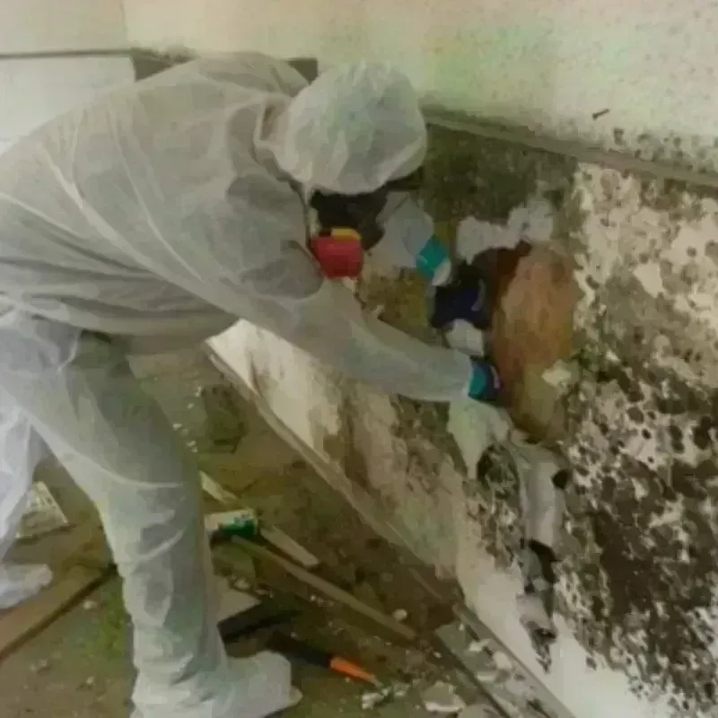 Mold Remediation and Removal in Covington, VA